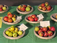 Apfelsorten-Ausstellung