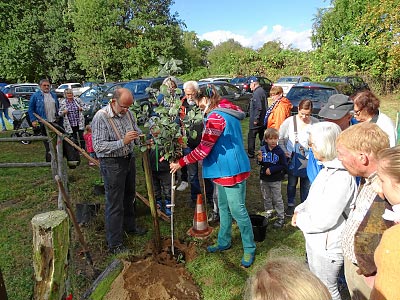 Pflanzung eines Apfelbaumes der Sorte „Knebusch“ zum 25-jhrigen Jubilum des Pomologen-Vereins