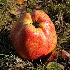 Horneburger Pfannkuchen – der Apfel wiegt ber 500 g
