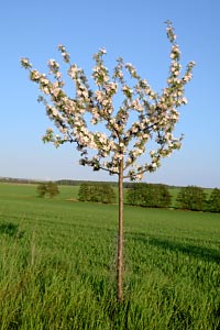 junger Apfelbaum in Bl&uuml;te