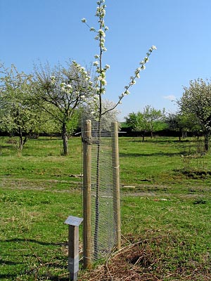 Junger Apfelbaum „Wagenerapfel“ mit Tafel und Verbissschutz auf der aktuellen Jubilumswiese
