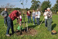 Baumpflanzung auf der Flechtinger Streuobstwiese: „Wettringer Taubenapfel“<p style='text-align:right; margin:10px 2px 0 0; font-size:0.9em; font-style:italic;'> Foto: Marita Bullmann, Volksstimme</p>