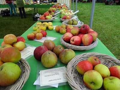 Apfelsortenausstellung: weit über 100 verschiedene Sorten
