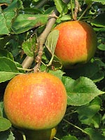 Boskoop für sortenreinen Apfelsaft in 5-l-Boxen