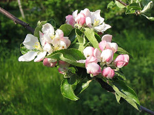 Apfelblüte Cox