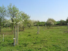 Junge Apfelbäume auf der 3. Jubiläumswiese „Am Weingarten“ – jeweils mit Tafel und Verbissschutz