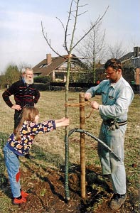 Klaus Behrends mit Enkelkind Swantje<br /> und Eberhard Hieber von der ASt<br /> pflanzen einen Baum zur Einschulung