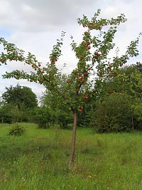 Junger Apfelbaum