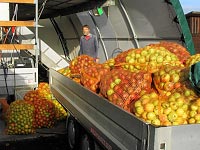 Diese Äpfel werden sehr bald zu Saft in 5-l-Boxen