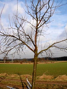 Obstbaumschnitt