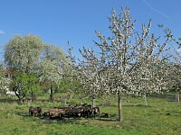 Schafherde unterm Apfelbaum