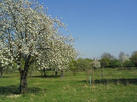 Obstblüte am Weingarten – im Hintergrund der Kaiserdom
