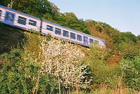 Wildes Apfelgebüsch unter Bahnlinie (Foto: Hans-Joachim Bannier)